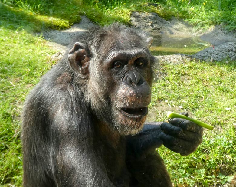 Schimpanse EPULU am 20. Mai 2018 auf der Außenanlage am Menschenaffenhaus im Grünen Zoo Wuppertal