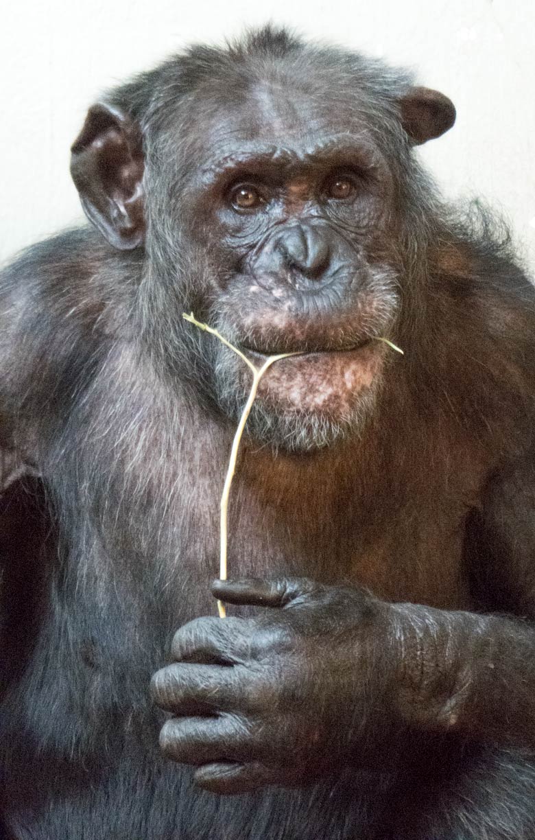 Schimpanse EPULU am 9. Juni 2018 im Menschenaffenhaus im Wuppertaler Zoo