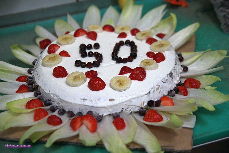 Geburtstagstorte zu Epulus 50. Geburtstag am 23. Juni 2018 im Menschenaffenhaus im Zoo Wuppertal (Foto Schimpansentante)