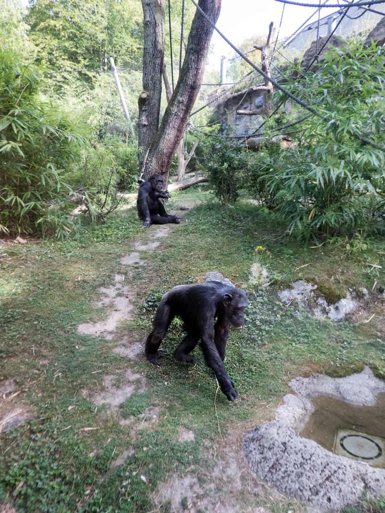 Schimpansin KITOTO und Schimpanse EPULU am 29. Juli 2018 auf der Außenanlage am Menschenaffenhaus im Grünen Zoo Wuppertal
