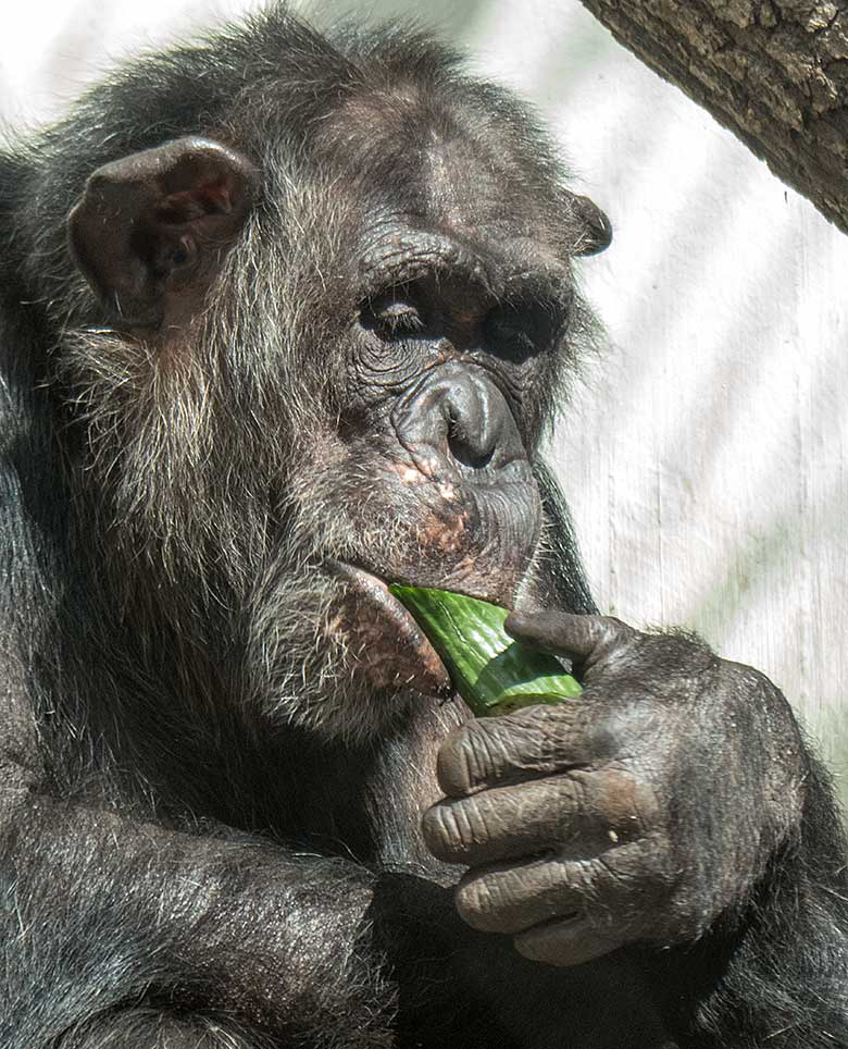 Schimpanse EPULU am 18. August 2018 im Innengehege im Menschenaffenhaus im Zoo Wuppertal
