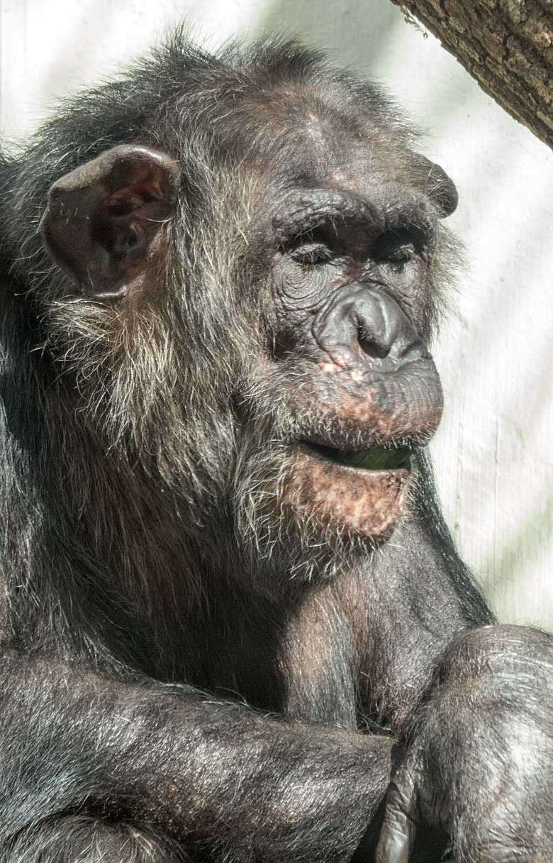 Müder Schimpanse EPULU am 18. August 2018 im Innengehege im Menschenaffenhaus im Zoologischen Garten Wuppertal