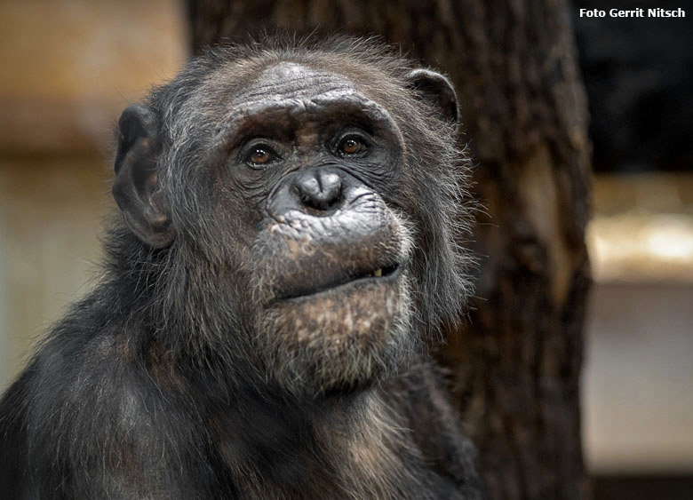 Schimpanse EPULU am 18. Dezember 2018 im Innengehege im Menschenaffen-Haus im Wuppertaler Zoo (Foto Gerrit Nitsch)