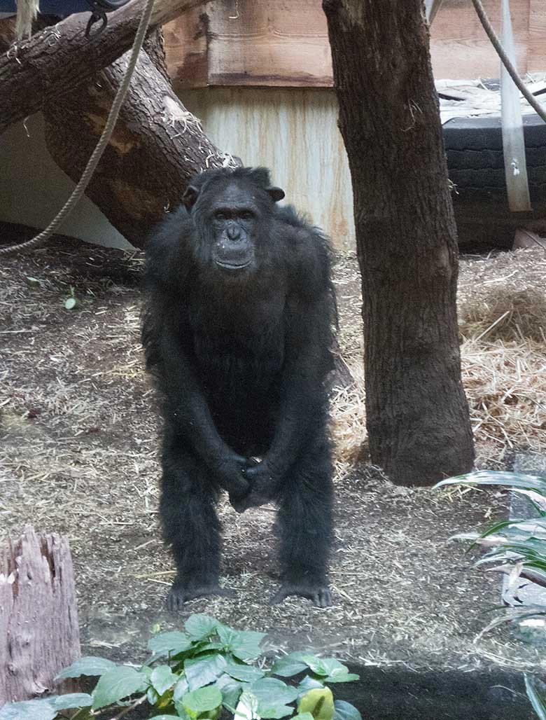 Männlicher Schimpanse EPULU am 17. März 2019 im Menschenaffen-Haus im Zoo Wuppertal