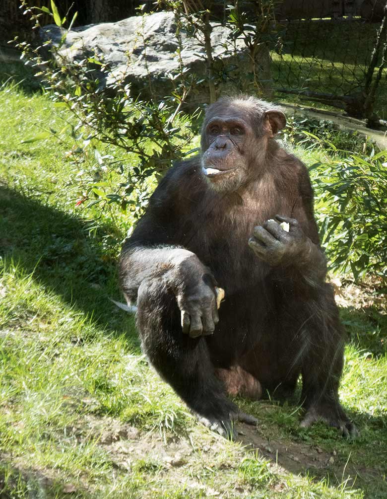 Schimpanse EPULU am 22. März 2019 auf der Außenanlage am Menschenaffen-Haus im Zoologischen Garten Wuppertal