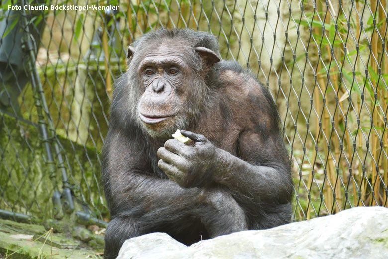 Schimpanse EPULU am 28. März 2019 auf der Außenanlage am Menschenaffen-Haus im Wuppertaler Zoo (Foto Claudia Böckstiegel-Wengler)