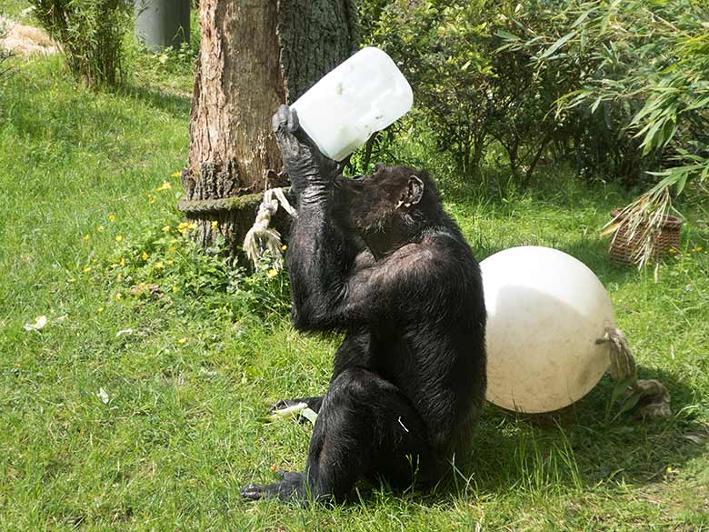 Schimpanse EPULU am 19. Mai 2019 auf der Außenanlage am Menschenaffen-Haus im Zoo Wuppertal