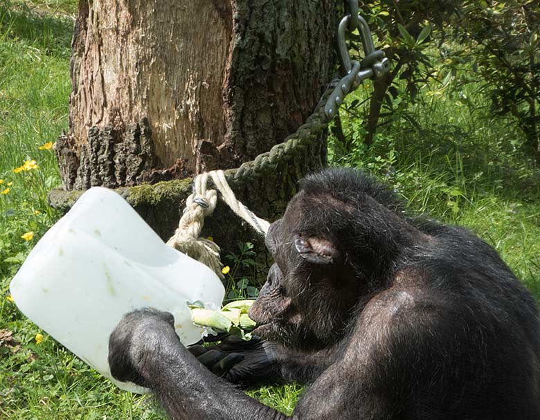 Schimpanse EPULU am 19. Mai 2019 auf der Außenanlage am Menschenaffen-Haus im Wuppertaler Zoo