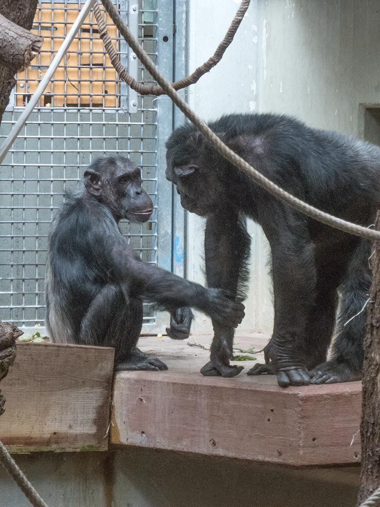 Schimpansin KITOTO und Schimpanse Epulu am 14. August 2019 beim harmonischen Grooming im Menschenaffen-Haus im Grünen Zoo Wuppertal