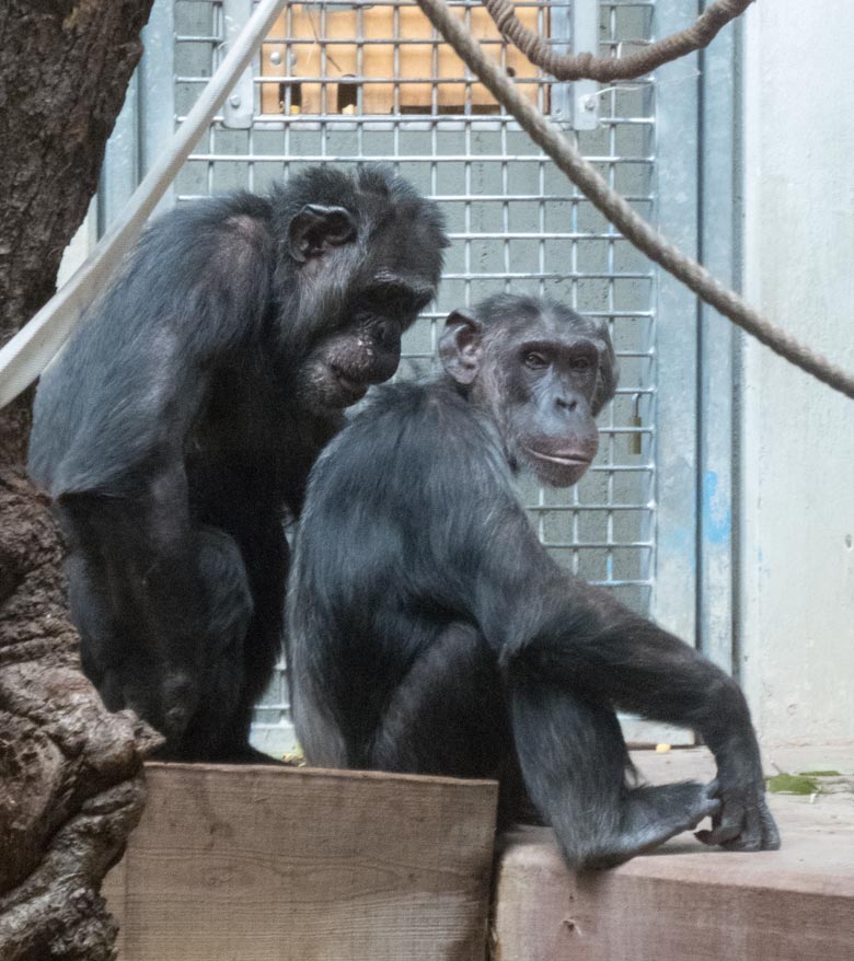 Schimpanse Epulu und Schimpansin KITOTO am 14. August 2019 beim harmonischen Grooming im Menschenaffen-Haus im Grünen Zoo Wuppertal