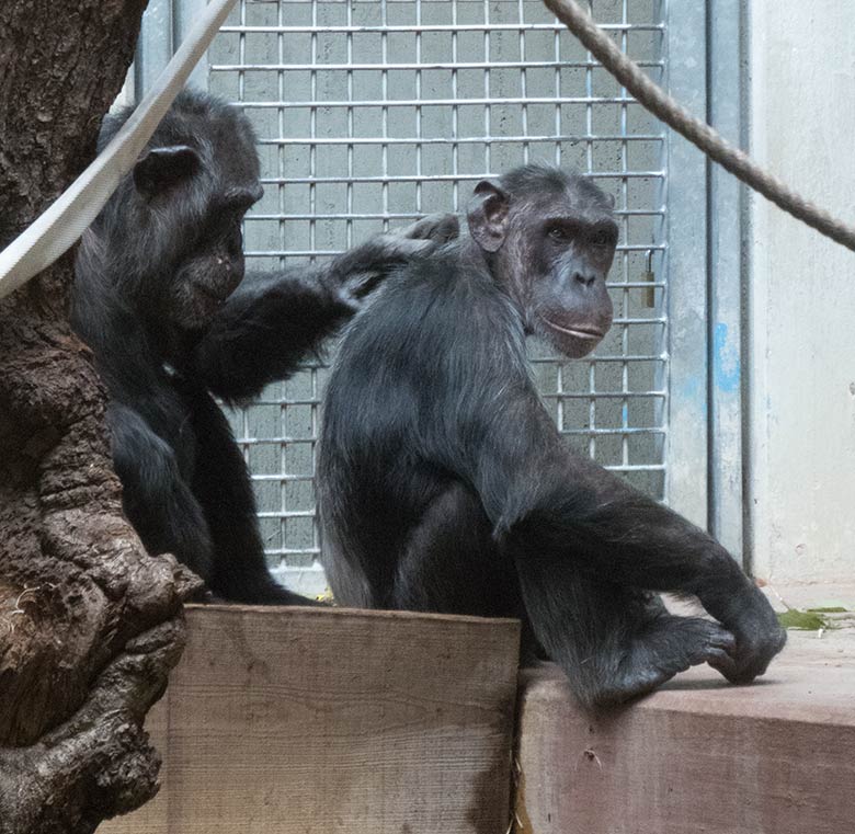 Schimpanse Epulu und Schimpansin KITOTO am 14. August 2019 beim harmonischen Grooming im Menschenaffen-Haus im Grünen Zoo Wuppertal