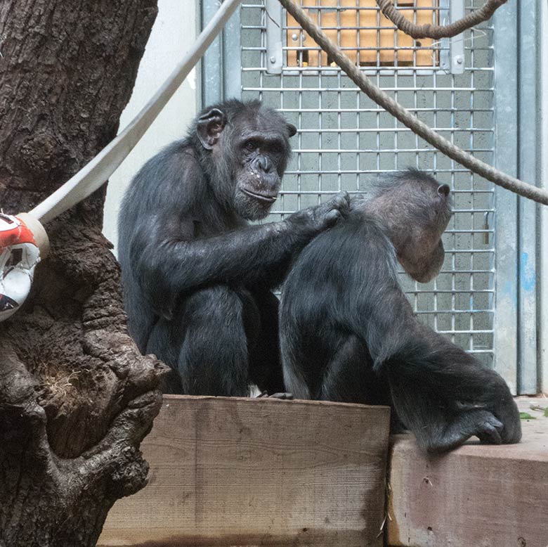 Schimpanse Epulu und Schimpansin KITOTO am 14. August 2019 beim harmonischen Grooming im Menschenaffen-Haus im Grünen Zoo Wuppertal