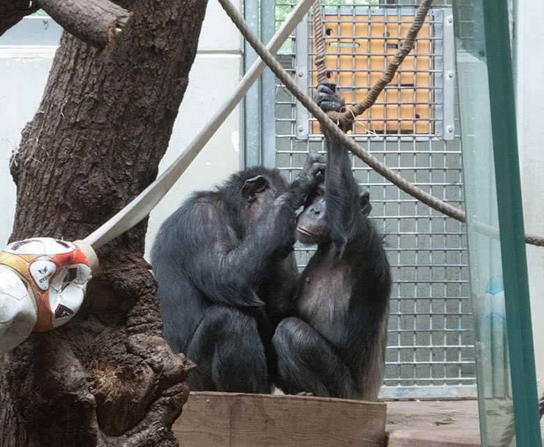 Schimpanse Epulu und Schimpansin KITOTO am 14. August 2019 beim harmonischen Grooming im Menschenaffen-Haus im Grünen Zoo Wuppertal