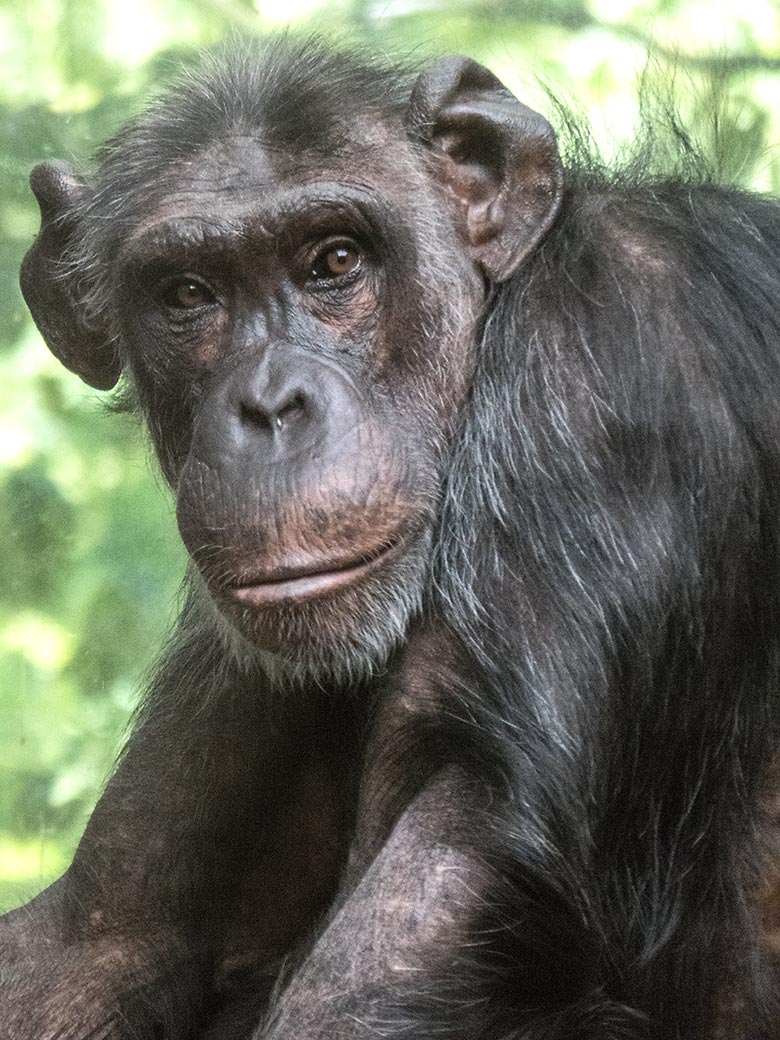 Schimpansin KITOTO am 14. August 2019 im Zoologischen Garten Wuppertal
