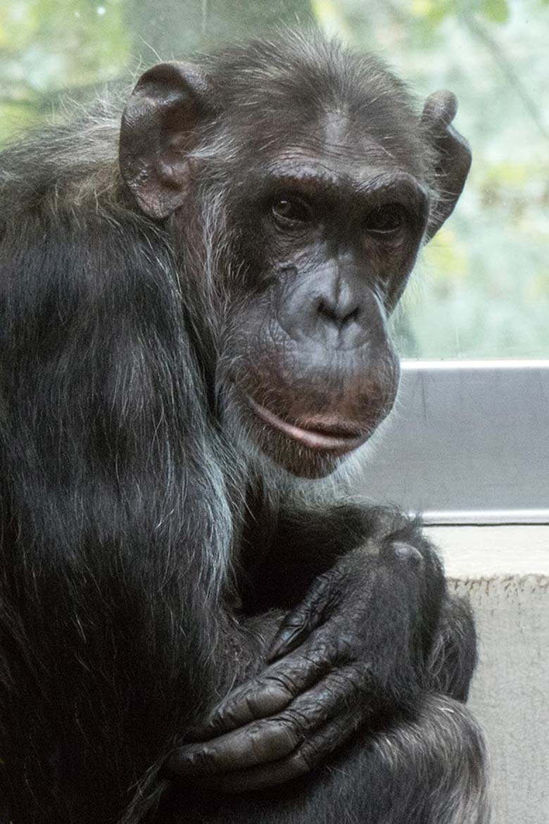 Schimpansin KITOTO am 8. September 2019 im Grünen Zoo Wuppertal