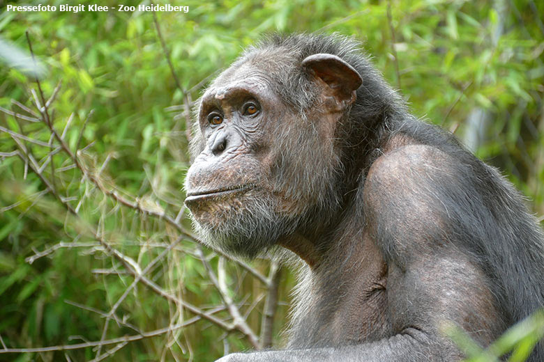 Schimpanse EPULU im Jahr 2018 auf der Außenanlage im Grünen Zoo Wuppertal (Pressefoto Birgit Klee - Zoo Heidelberg)