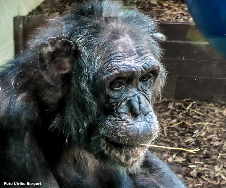 Schimpanse EPULU am 10. Februar 2023 im Zoo Heidelberg (Foto Ulrike Bergert)