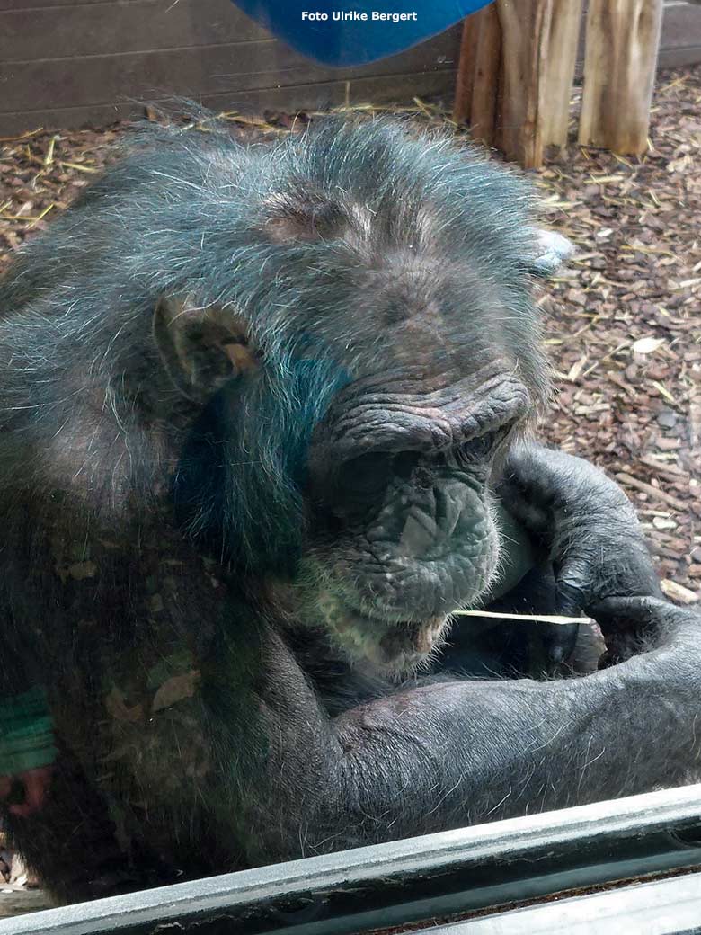 Schimpanse EPULU am 10. Februar 2023 im Zoo Heidelberg (Foto Ulrike Bergert)