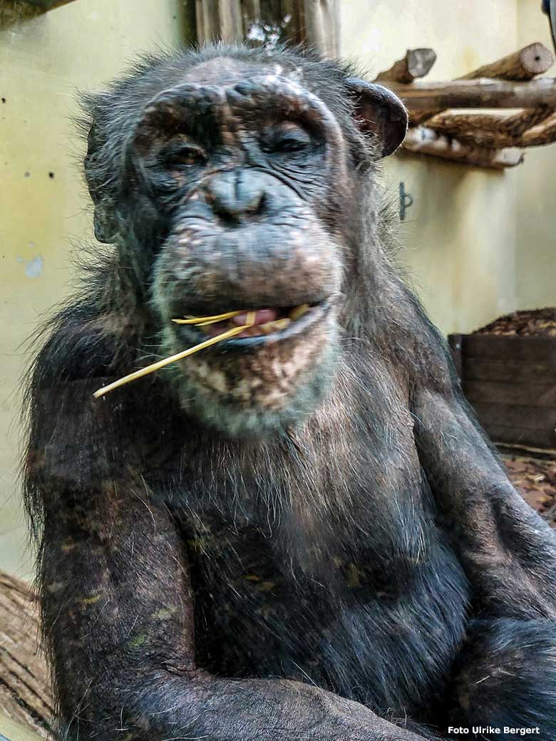 Schimpanse EPULU am 10. Februar 2023 im Zoo Heidelberg (Foto Ulrike Bergert)