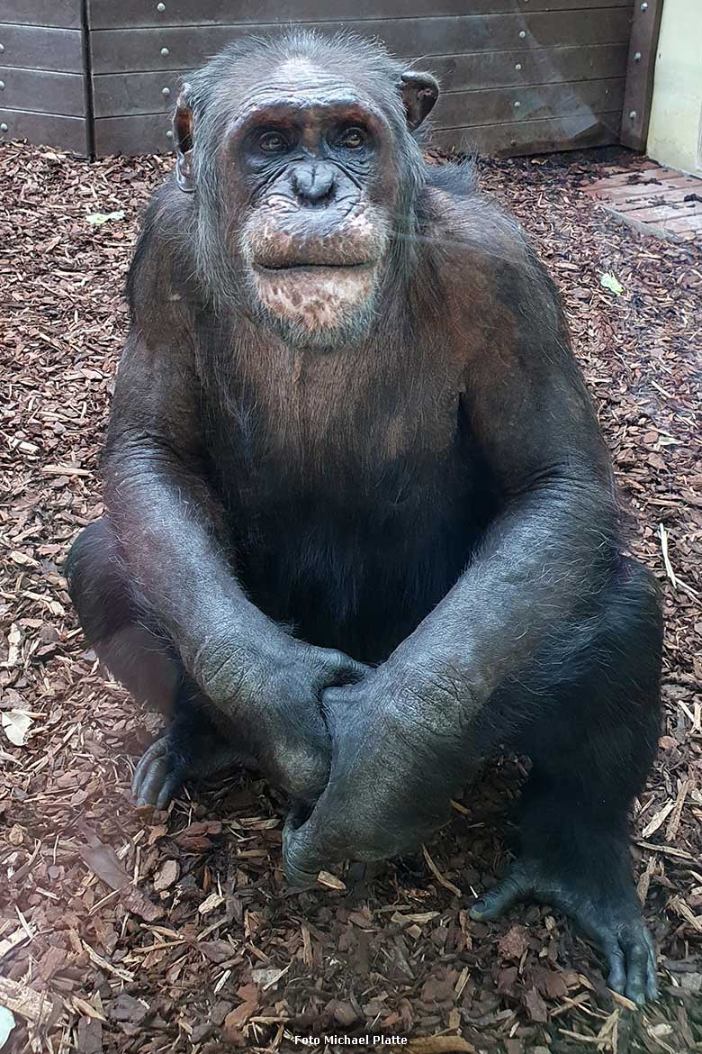 Schimpanse EPULU am 8. Mai 2024 im Zoo Heidelberg (Foto Michael Platte)