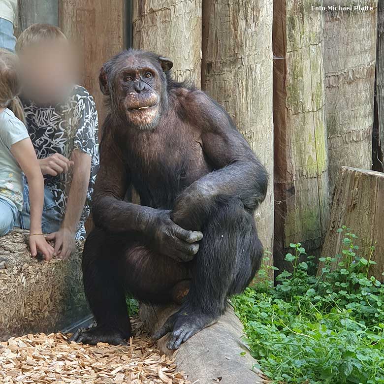 Schimpanse EPULU am 9. Mai 2024 im Zoo Heidelberg (Foto Michael Platte)