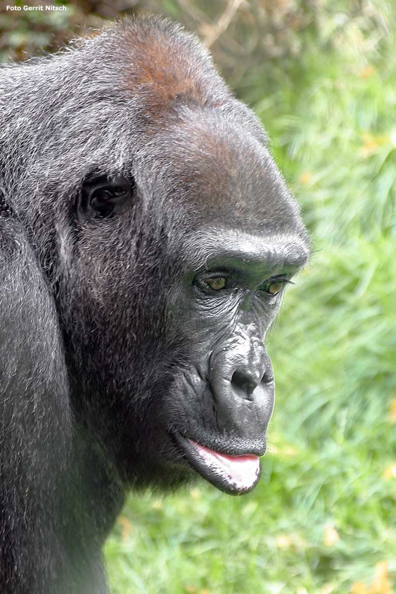 Weiblicher Westlicher Flachlandgorilla am 28. Juli 2006 auf der Außenanlage im Zoologischen Garten Wuppertal (Foto Gerrit Nitsch)