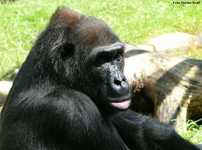 Westlicher Flachlandgorilla im Wuppertaler Zoo im im Juli 2007 (Foto Dieter Kraß)