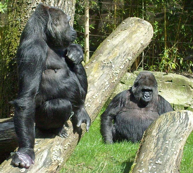 Westliche Flachlandgorillas im Zoologischen Garten Wuppertal im April 2008