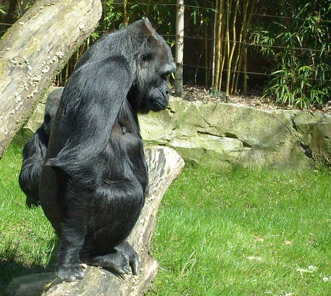 Westlicher Flachlandgorilla im Zoo Wuppertal im April 2008