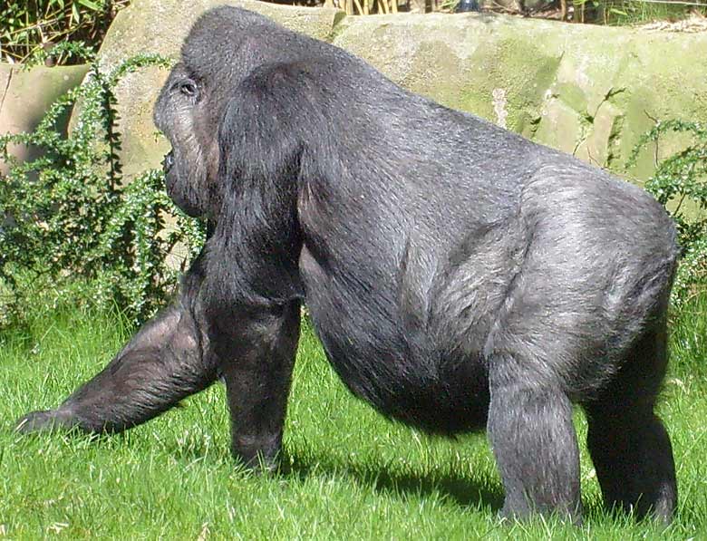 Westlicher Flachlandgorilla im Zoologischen Garten Wuppertal im April 2008