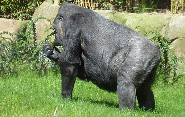 Westlicher Flachlandgorilla im Zoologischen Garten Wuppertal im April 2008