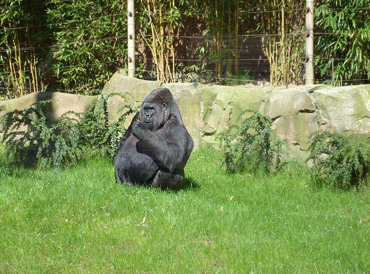 Westlicher Flachlandgorilla im Zoo Wuppertal im April 2008