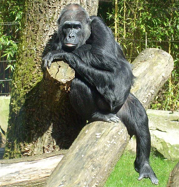 Westlicher Flachlandgorilla im Wuppertaler Zoo im April 2008