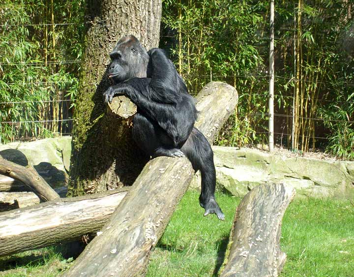 Westlicher Flachlandgorilla im Zoologischen Garten Wuppertal im April 2008
