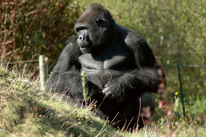 Westlicher Flachlandgorilla "Vimoto" im Zoo de la Boissière du Doré im September 2008 (Foto Ulli J)