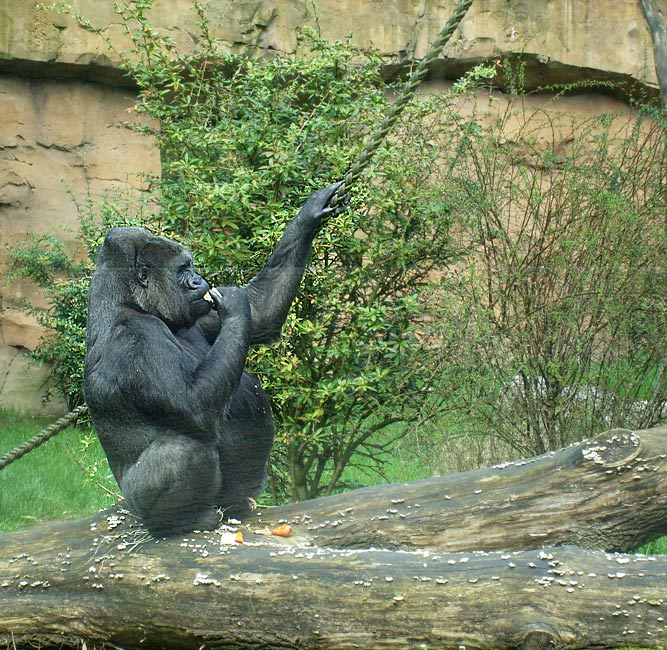 Westlicher Flachlandgorilla im Wuppertaler Zoo im April 2009