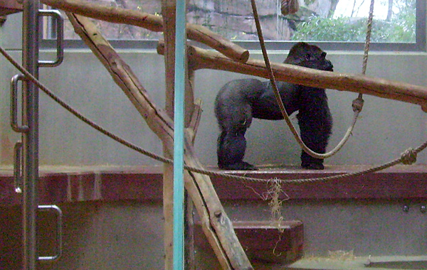 Westlicher Flachlandgorilla im Wuppertaler Zoo am 28. November 2009