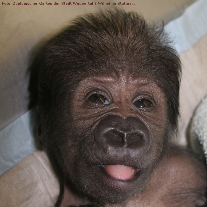 Westlicher Flachlandgorilla im Wuppertaler Zoo im März 2012 (Foto: Pressebild Zoologischer Garten Wuppertal und Wilhelma Stuttgart)