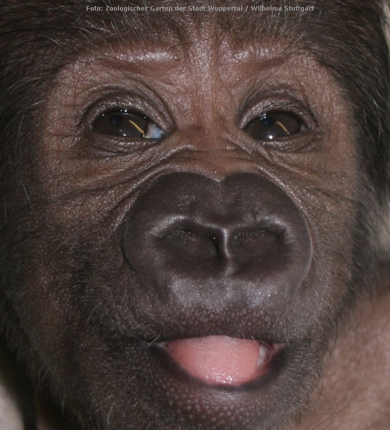 Westlicher Flachlandgorilla VANA im Zoologischen Garten Wuppertal im März 2012 (Foto: Pressebild Zoologischer Garten Wuppertal und Wilhelma Stuttgart)