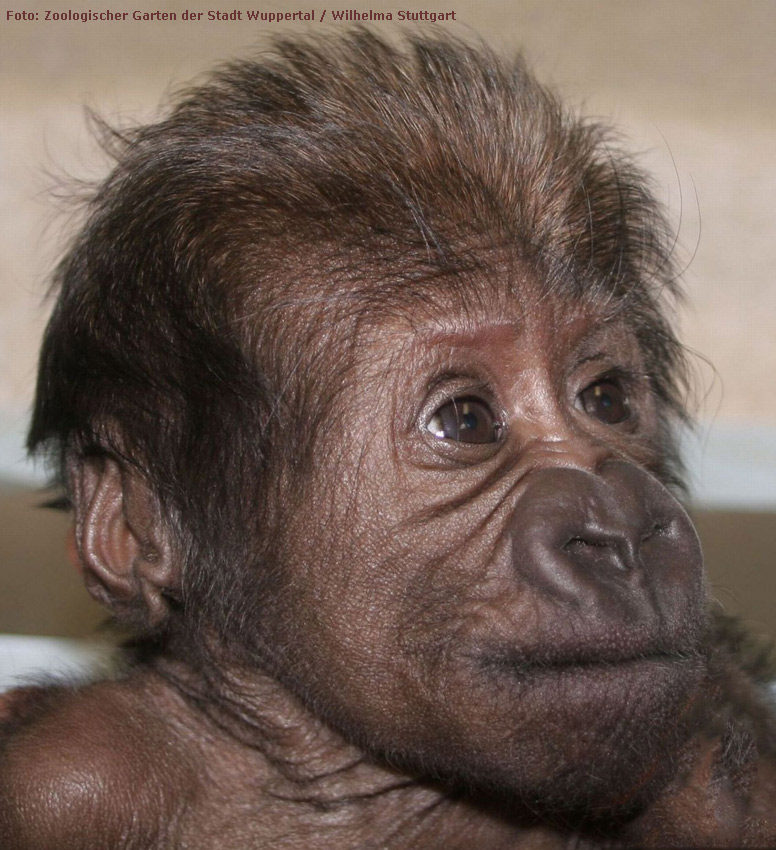 Westlicher Flachlandgorilla VANA im Zoo Wuppertal im März 2012 (Foto: Pressebild Zoologischer Garten Wuppertal und Wilhelma Stuttgart)