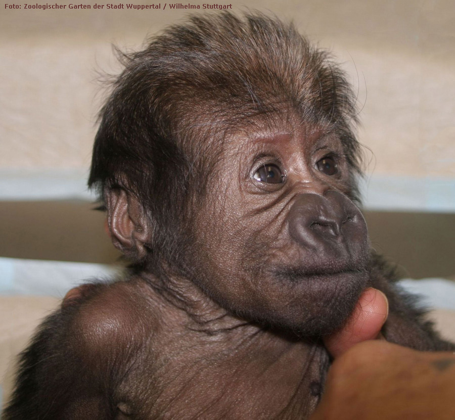 Westlicher Flachlandgorilla VANA im Wuppertaler Zoo im März 2012 (Foto: Pressebild Zoologischer Garten Wuppertal und Wilhelma Stuttgart)