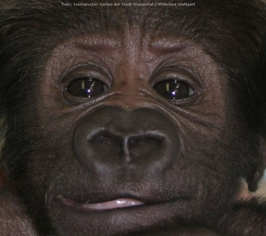 Westlicher Flachlandgorilla VANA im Zoo Wuppertal im März 2012 (Foto: Pressebild Zoologischer Garten Wuppertal und Wilhelma Stuttgart)