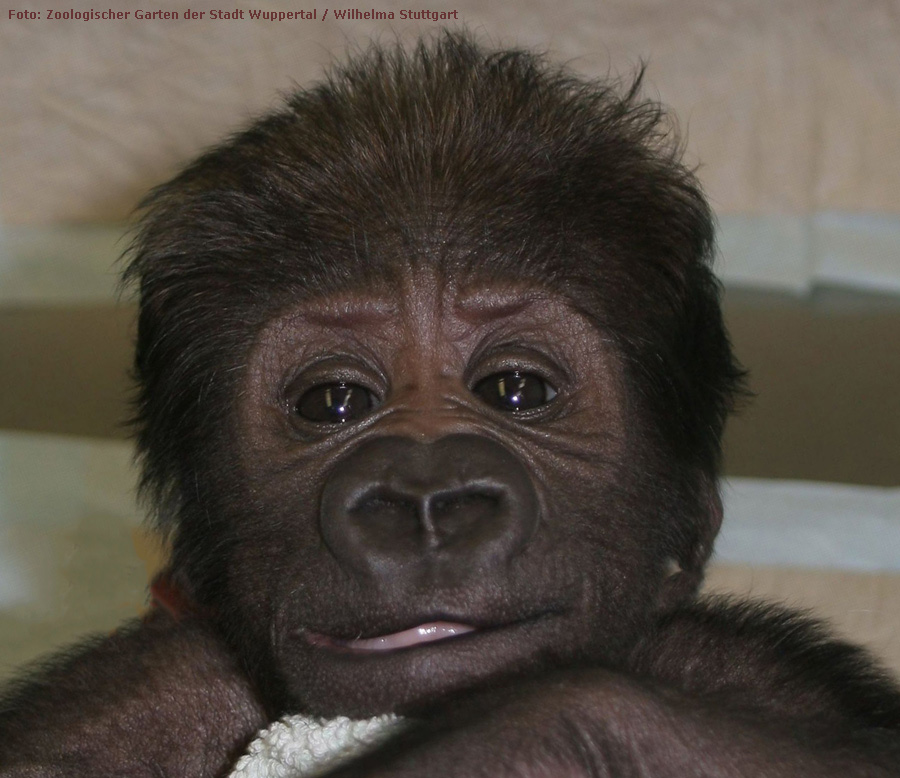 Westlicher Flachlandgorilla VANA im Wuppertaler Zoo im März 2012 (Foto: Pressebild Zoologischer Garten Wuppertal und Wilhelma Stuttgart)