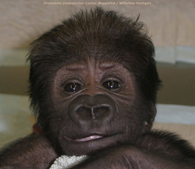 Westlicher Flachlandgorilla VANA im März 2012 im Wuppertaler Zoo (Pressefoto Zoologischer Garten Wuppertal - Wilhelma Stuttgart)