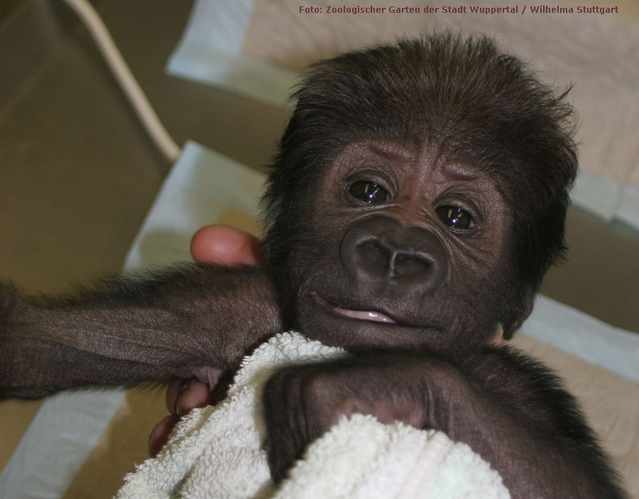 Westlicher Flachlandgorilla VANA im Zoologischen Garten Wuppertal im März 2012 (Foto: Pressebild Zoologischer Garten Wuppertal und Wilhelma Stuttgart)