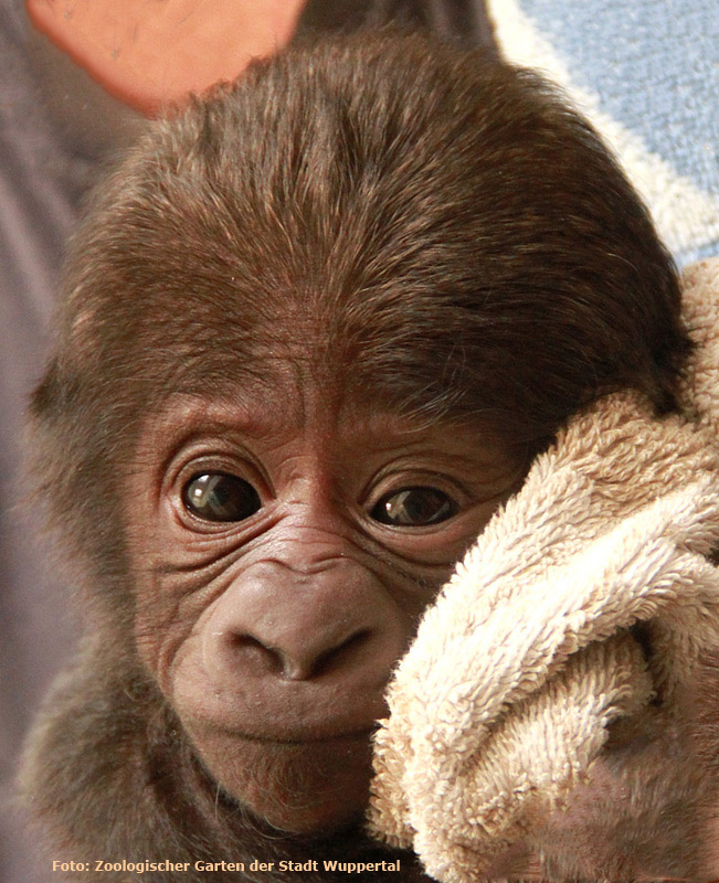 Westlicher Flachlandgorilla TEBOGO im Wuppertaler Zoo im März 2012 (Foto: Pressebild Zoologischer Garten der Stadt Wuppertal)