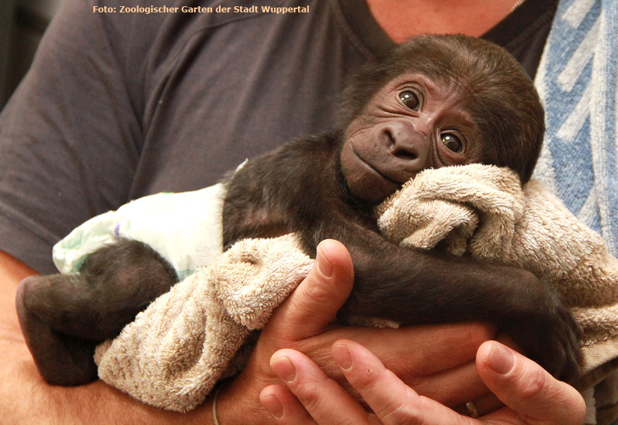 Westlicher Flachlandgorilla TEBOGO im Zoo Wuppertal im März 2012 (Foto: Pressebild Zoologischer Garten der Stadt Wuppertal)