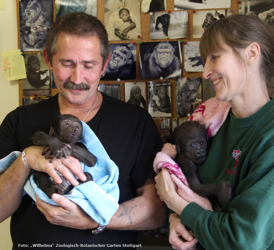 Westliche Flachlandgorillas TEBOGO und VANA im März 2012 in der Wilhelma in Stuttgart (Foto: Pressebild Wilhelma Zoologisch-Botanischer Garten Stuttgart)