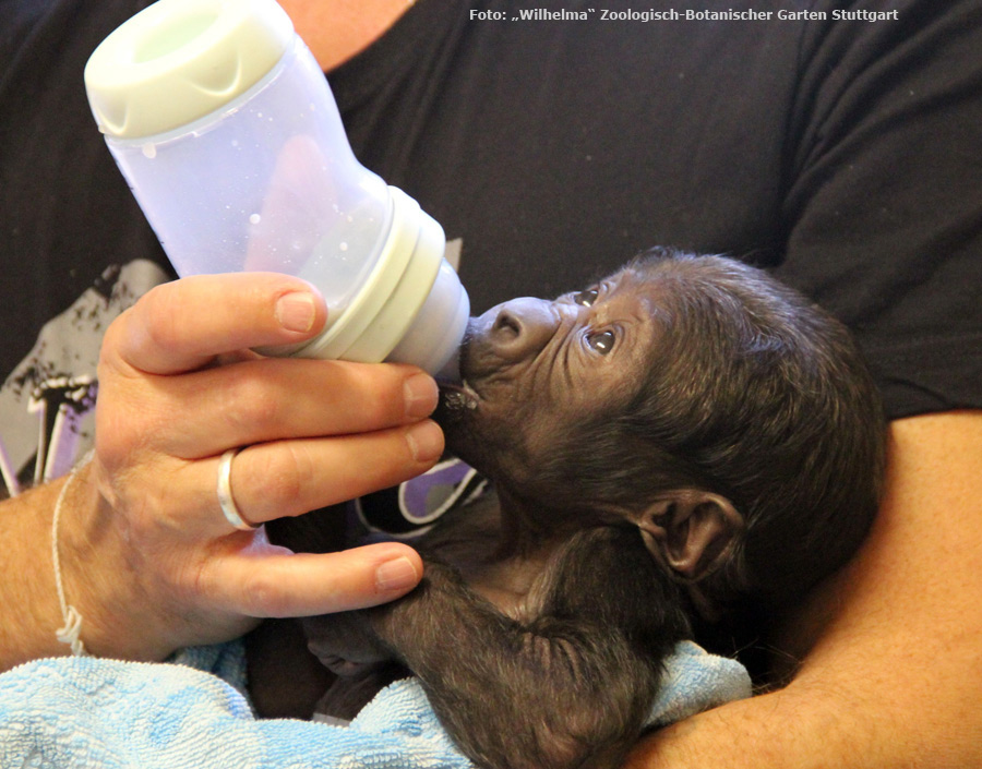 Westlicher Flachlandgorilla TEBOGO im März 2012 in der Wilhelma in Stuttgart (Foto: Pressebild Wilhelma Zoologisch-Botanischer Garten Stuttgart)