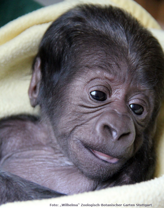 Westlicher Flachlandgorilla TEBOGO im März 2012 in der Wilhelma in Stuttgart (Foto: Pressebild Wilhelma Zoologisch-Botanischer Garten Stuttgart)